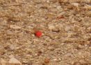 2013-06-23_Sonnenspitz_Jochberg (16)b_g.JPG